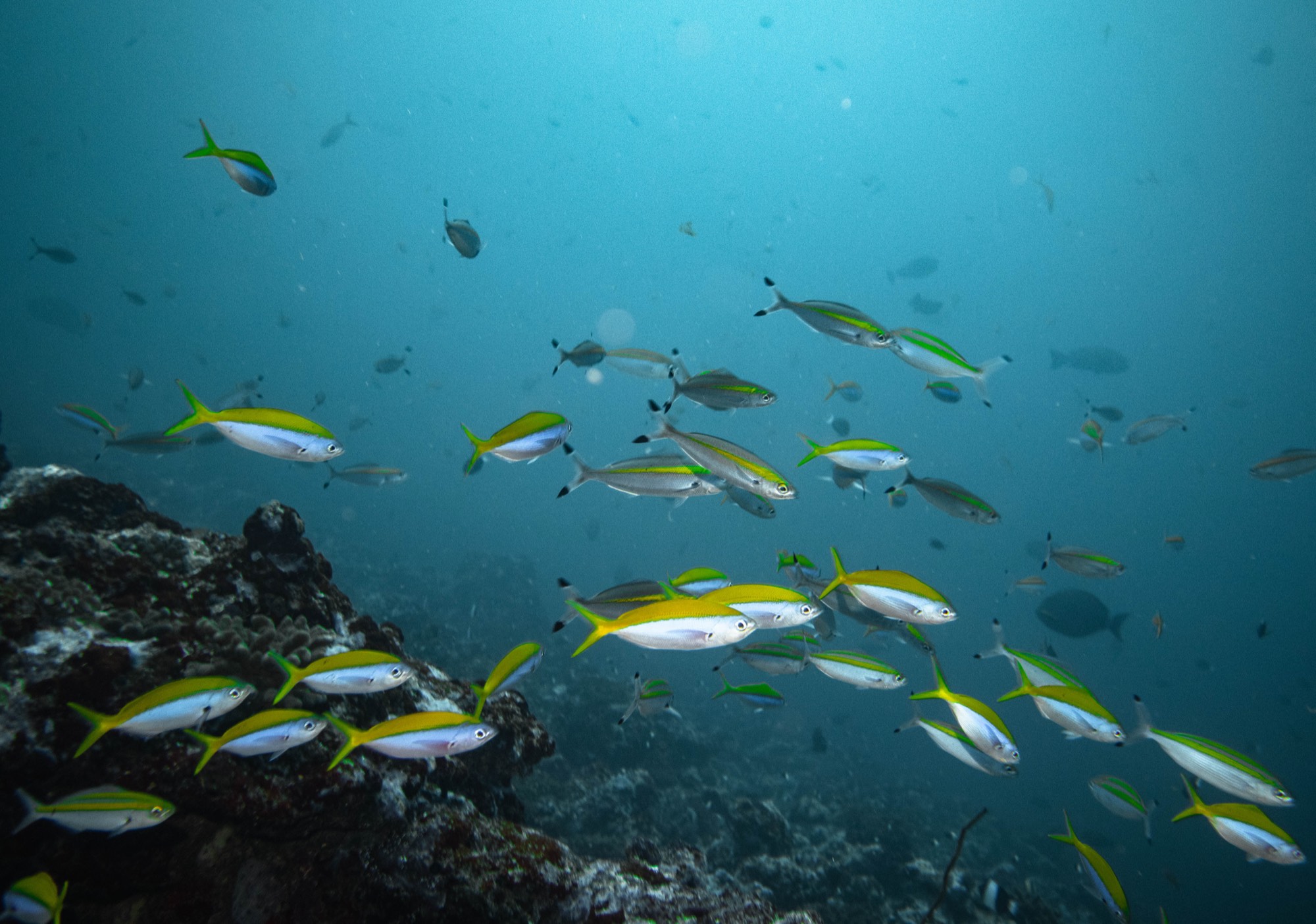 Underwater photography from a Mermaid Diving Center dive