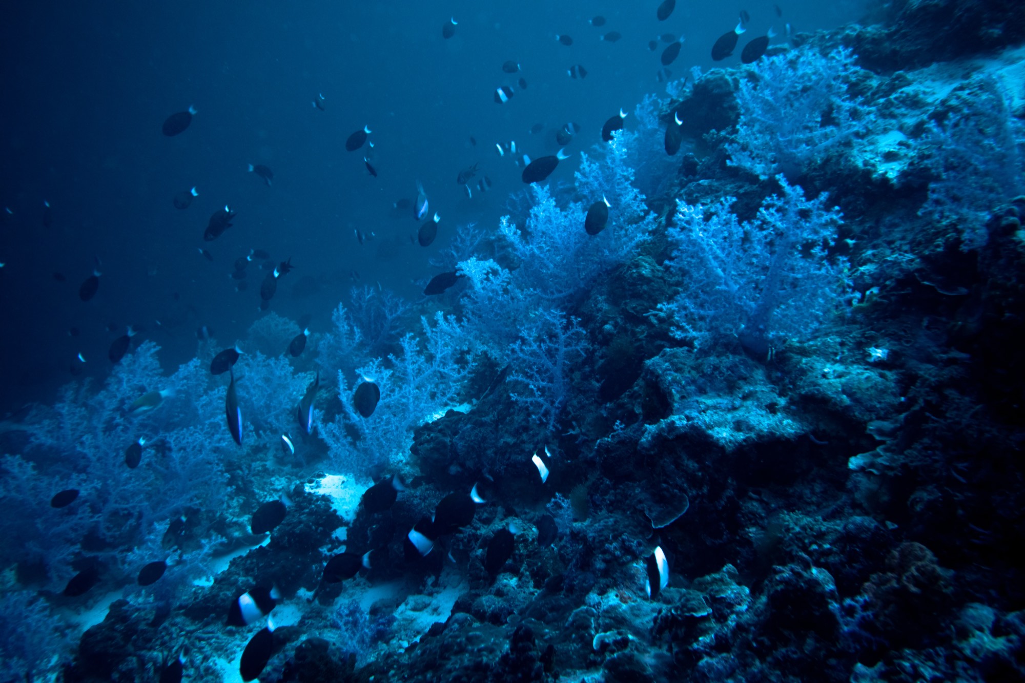 Underwater photography from a Mermaid Diving Center dive