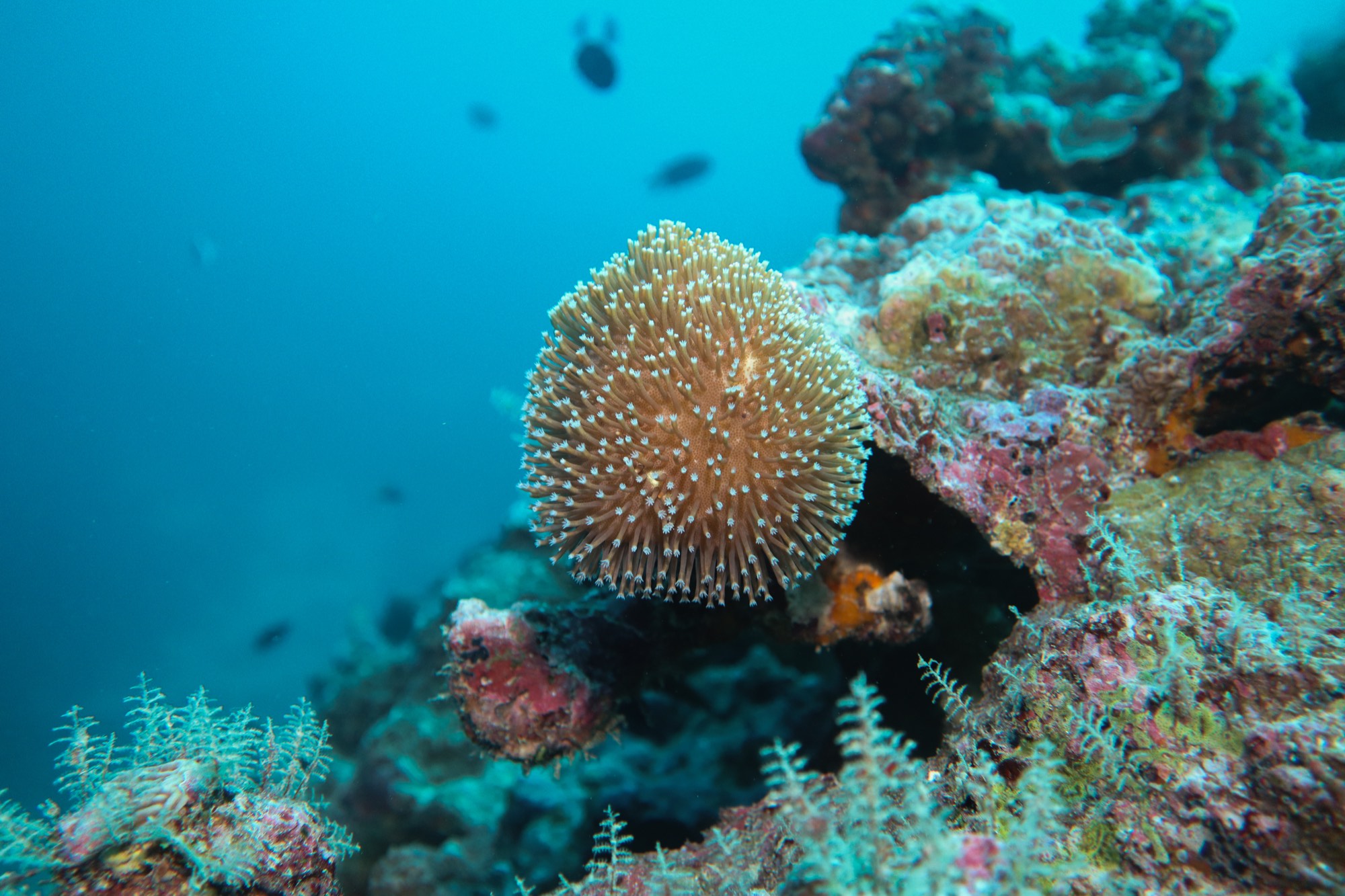Underwater photography from a Mermaid Diving Center dive