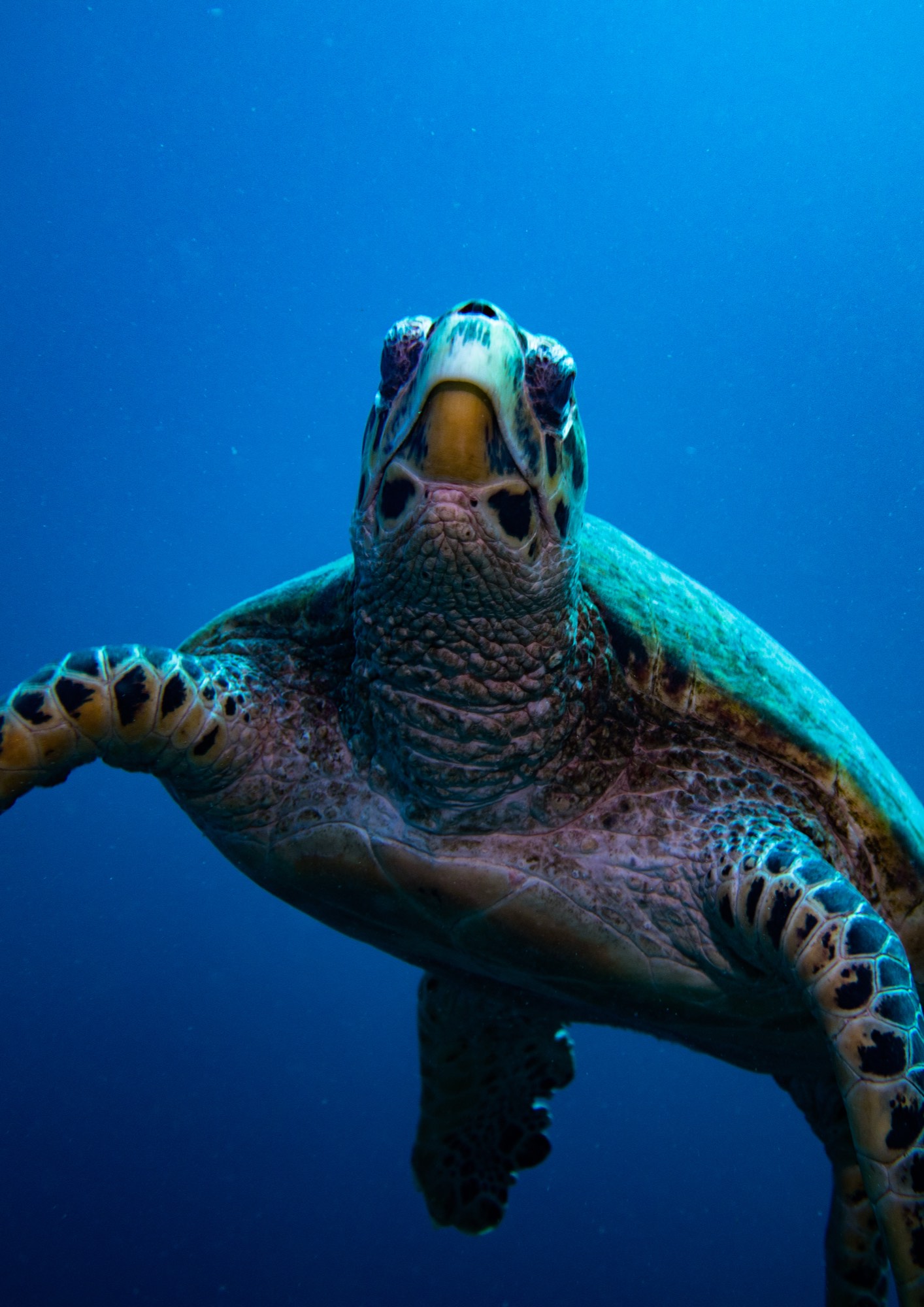 Underwater photography from a Mermaid Diving Center dive