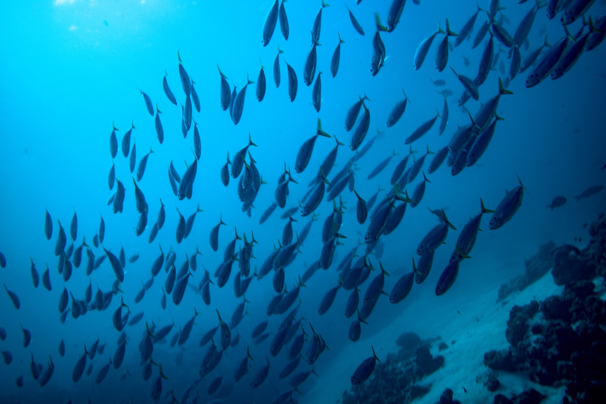 Underwater photography from a Mermaid Diving Center dive