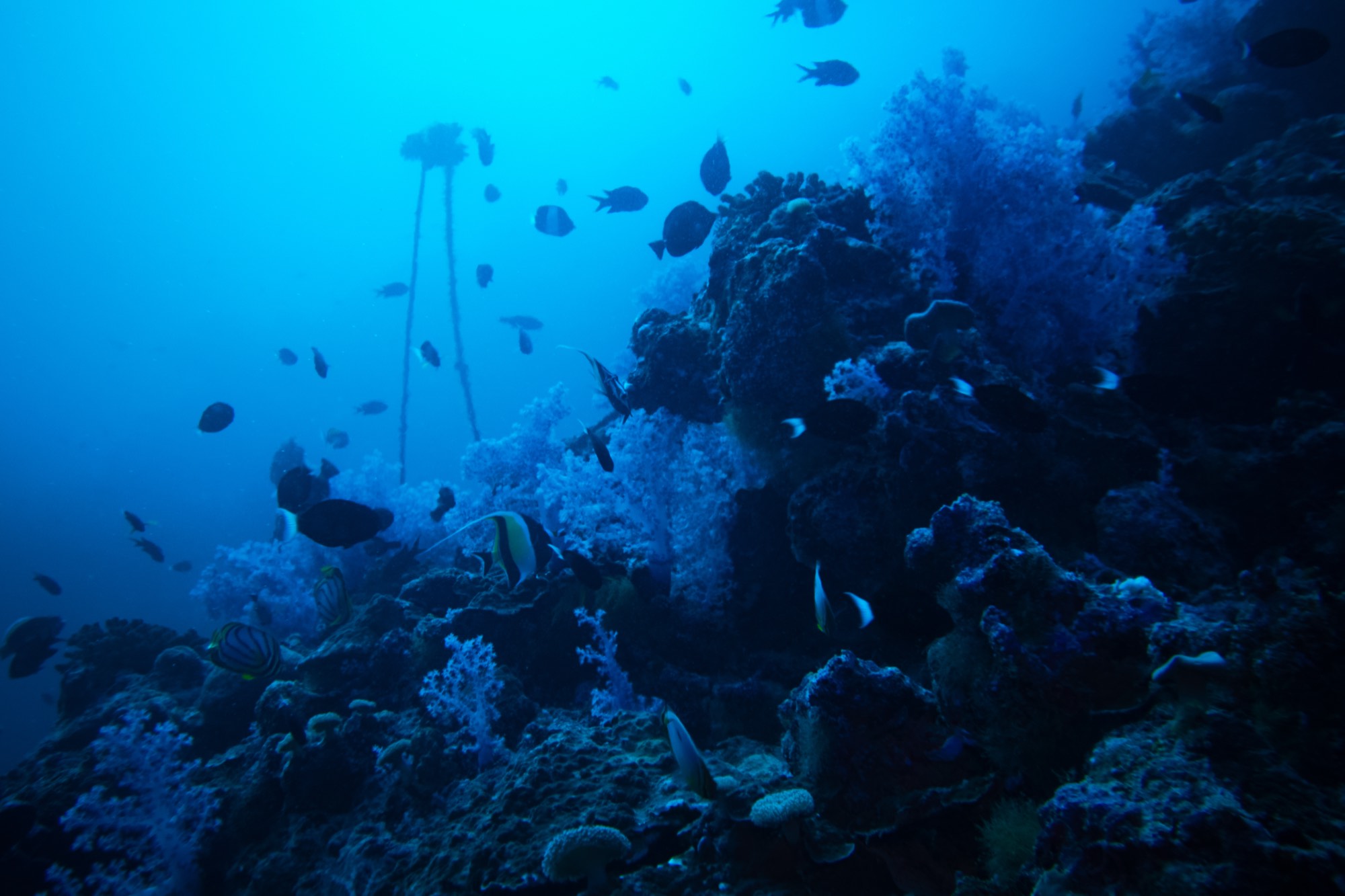 Underwater photography from a Mermaid Diving Center dive