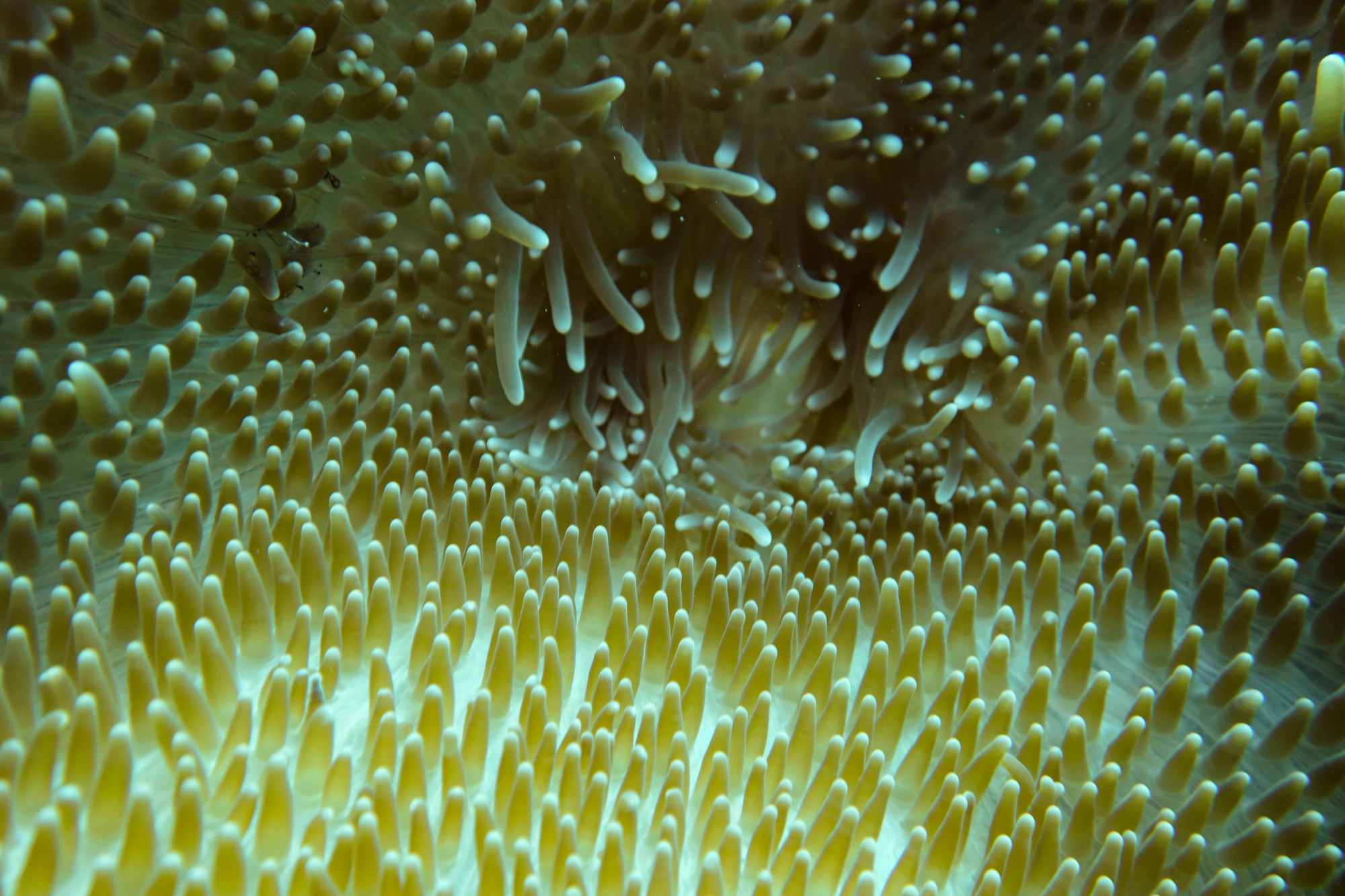 Underwater photography from a Mermaid Diving Center dive