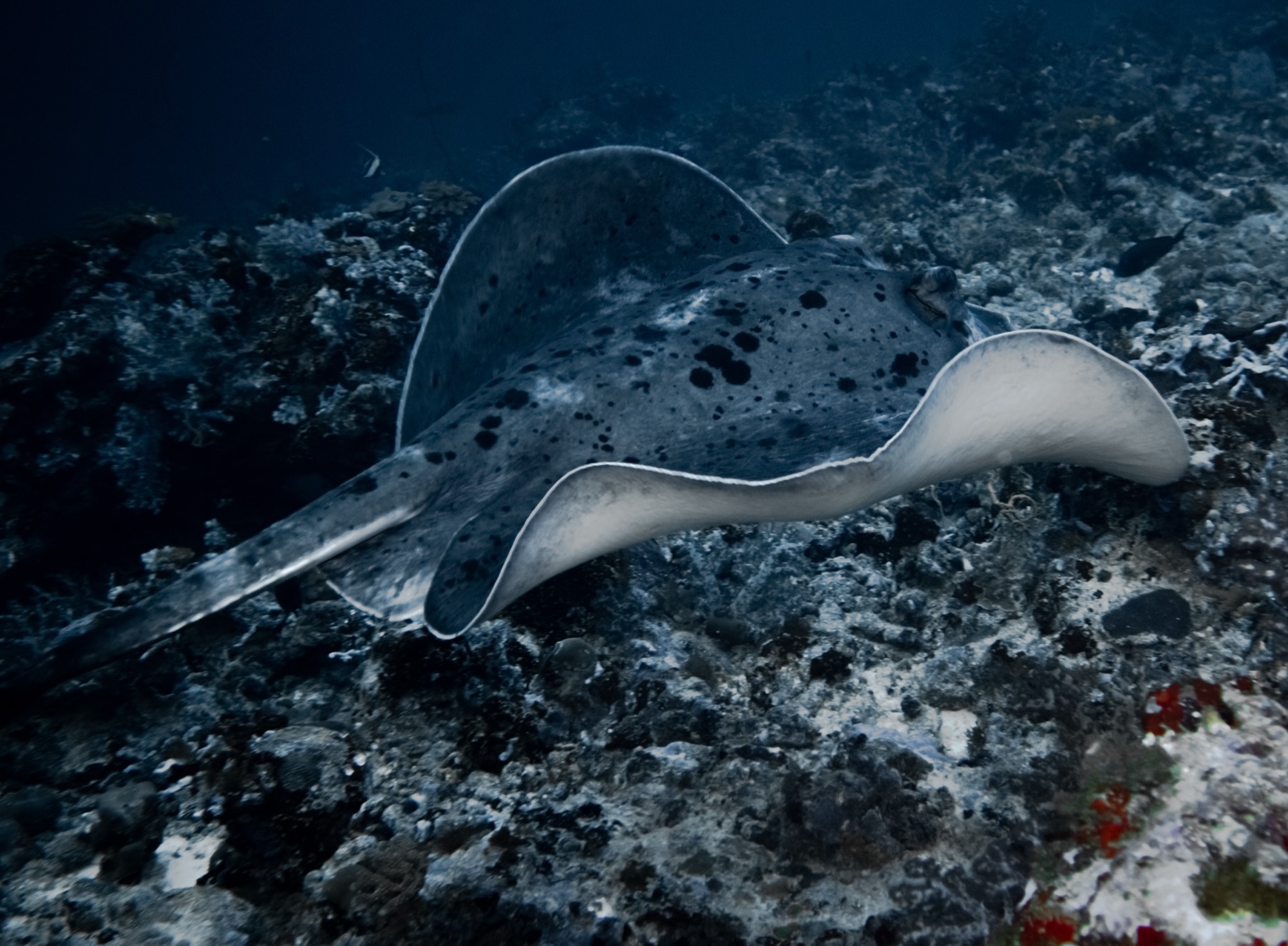 Underwater photography from a Mermaid Diving Center dive