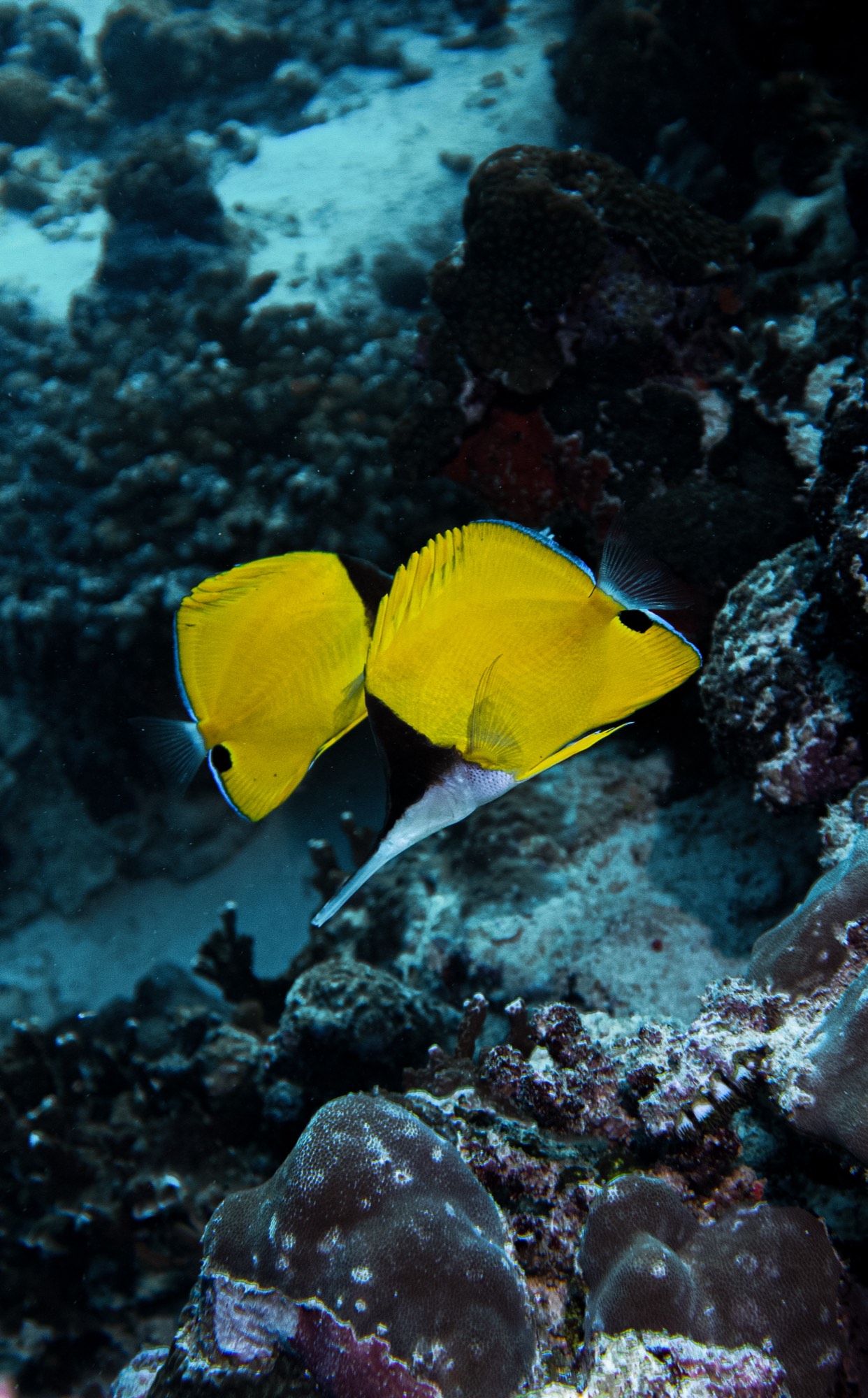 Underwater photography from a Mermaid Diving Center dive