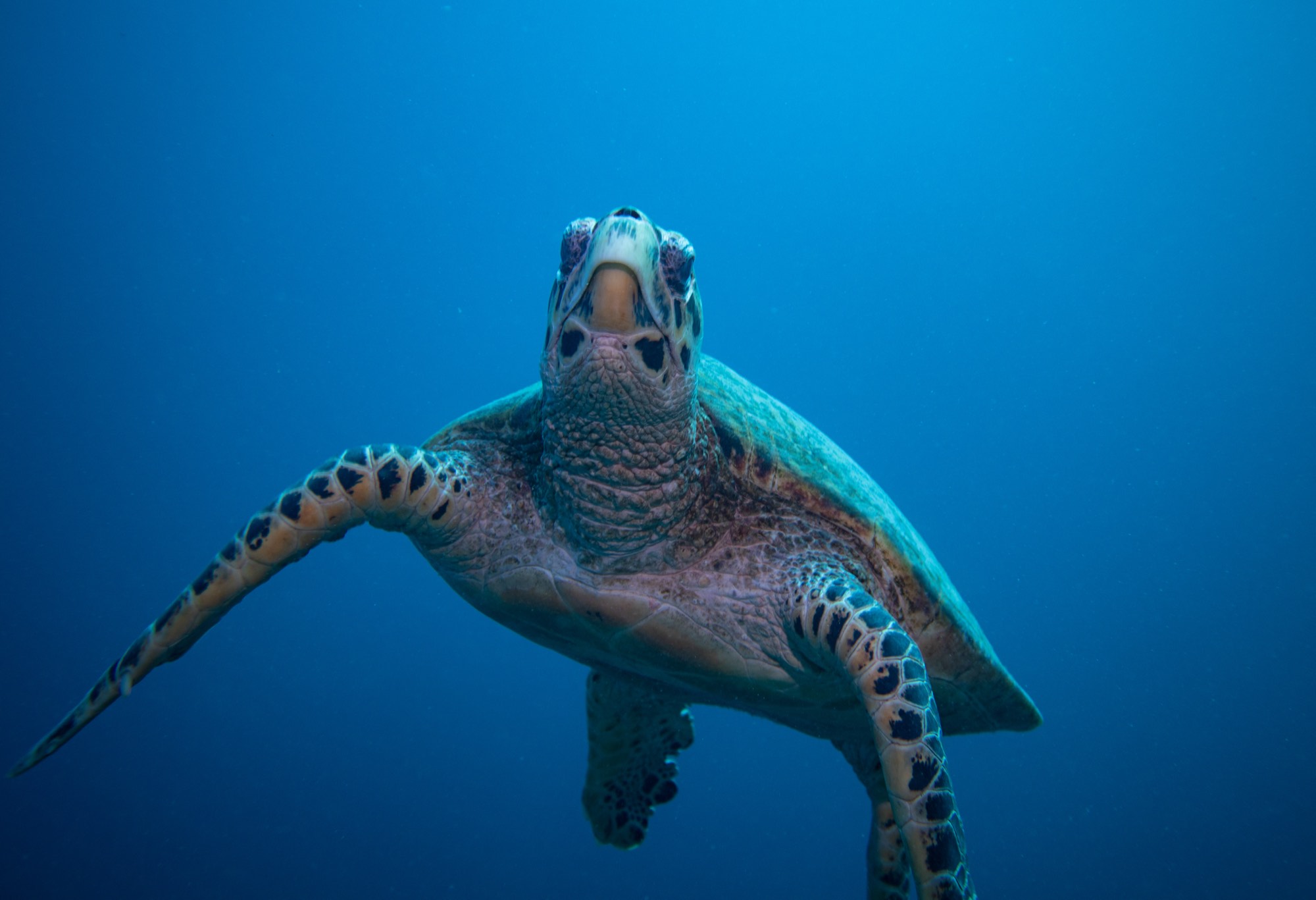 Underwater photography from a Mermaid Diving Center dive