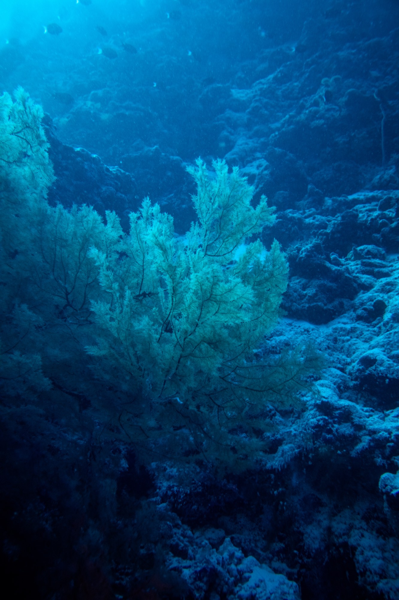 Underwater photography from a Mermaid Diving Center dive