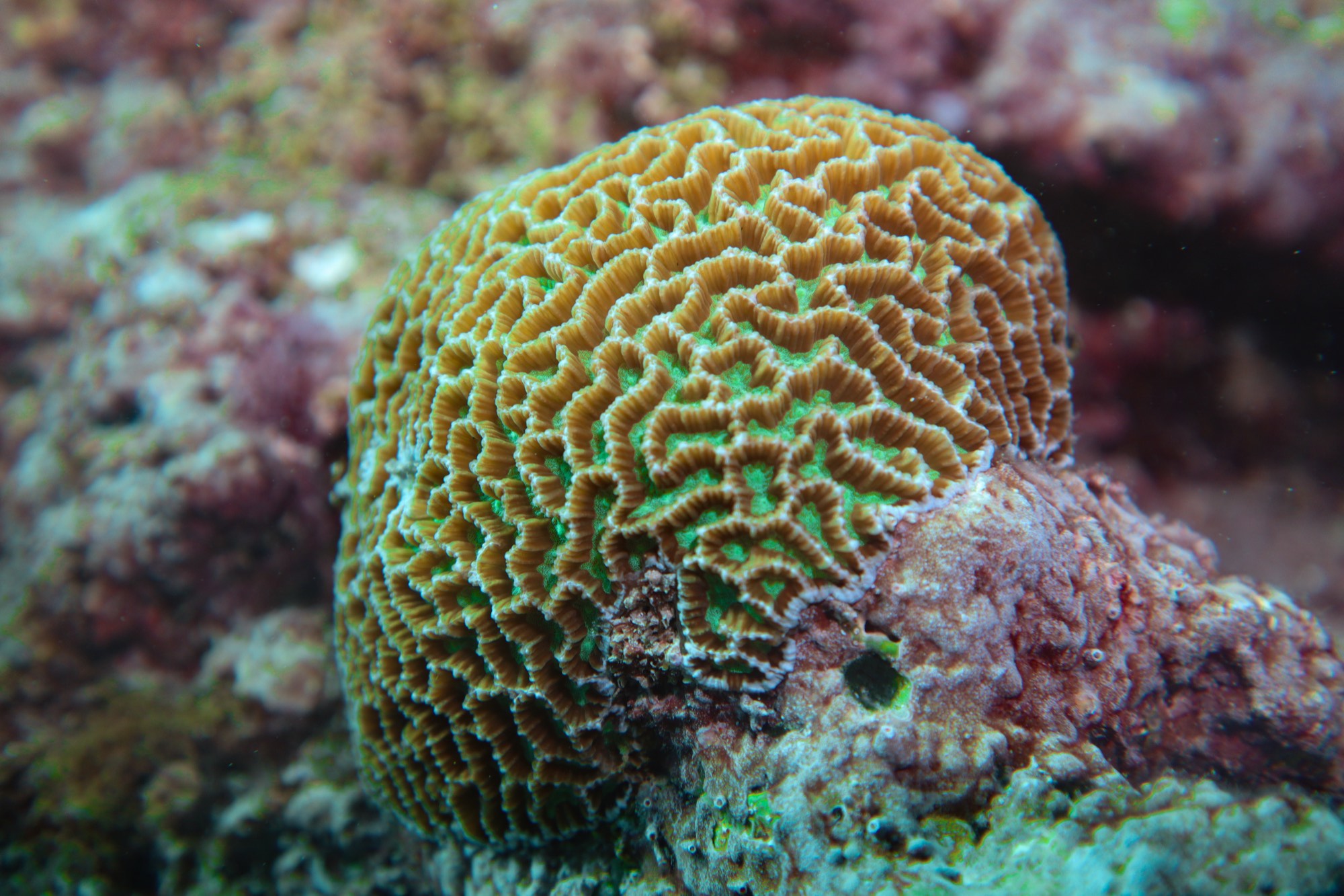Underwater photography from a Mermaid Diving Center dive