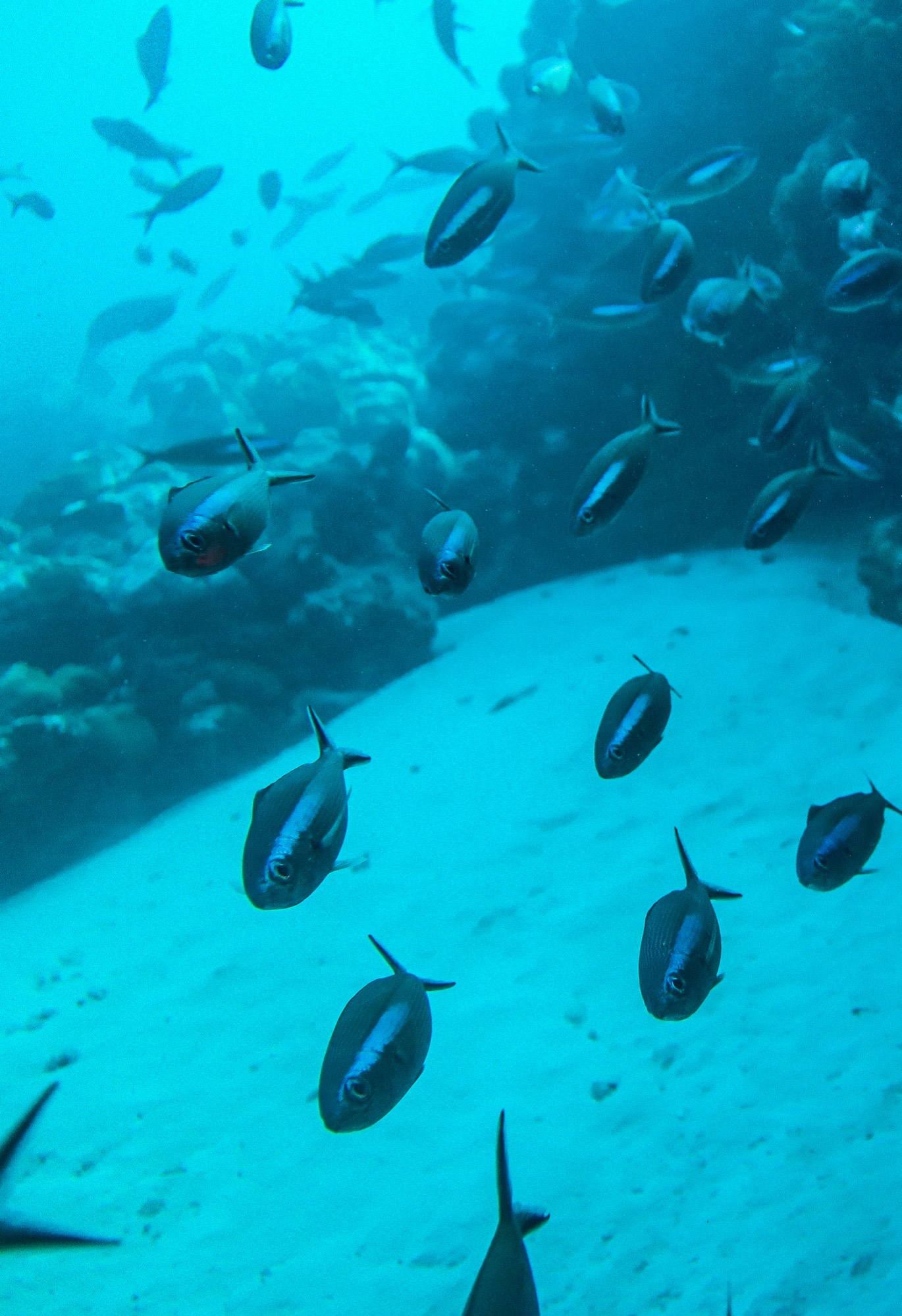 Underwater photography from a Mermaid Diving Center dive